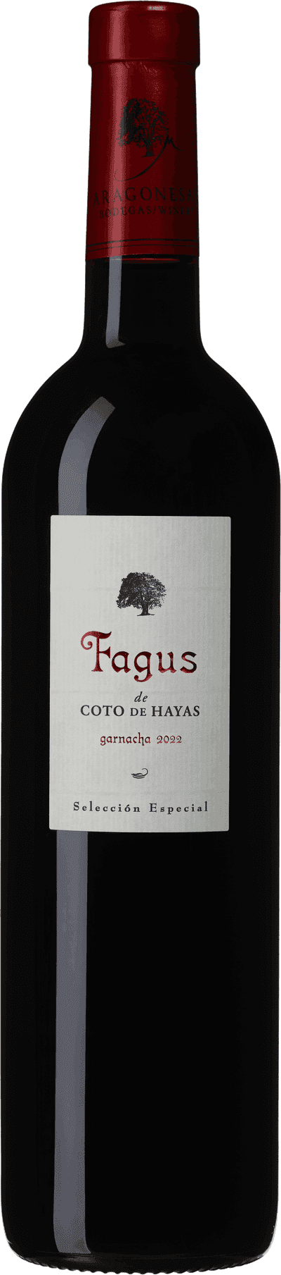 Fagus