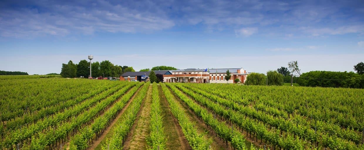 Cezar Winery