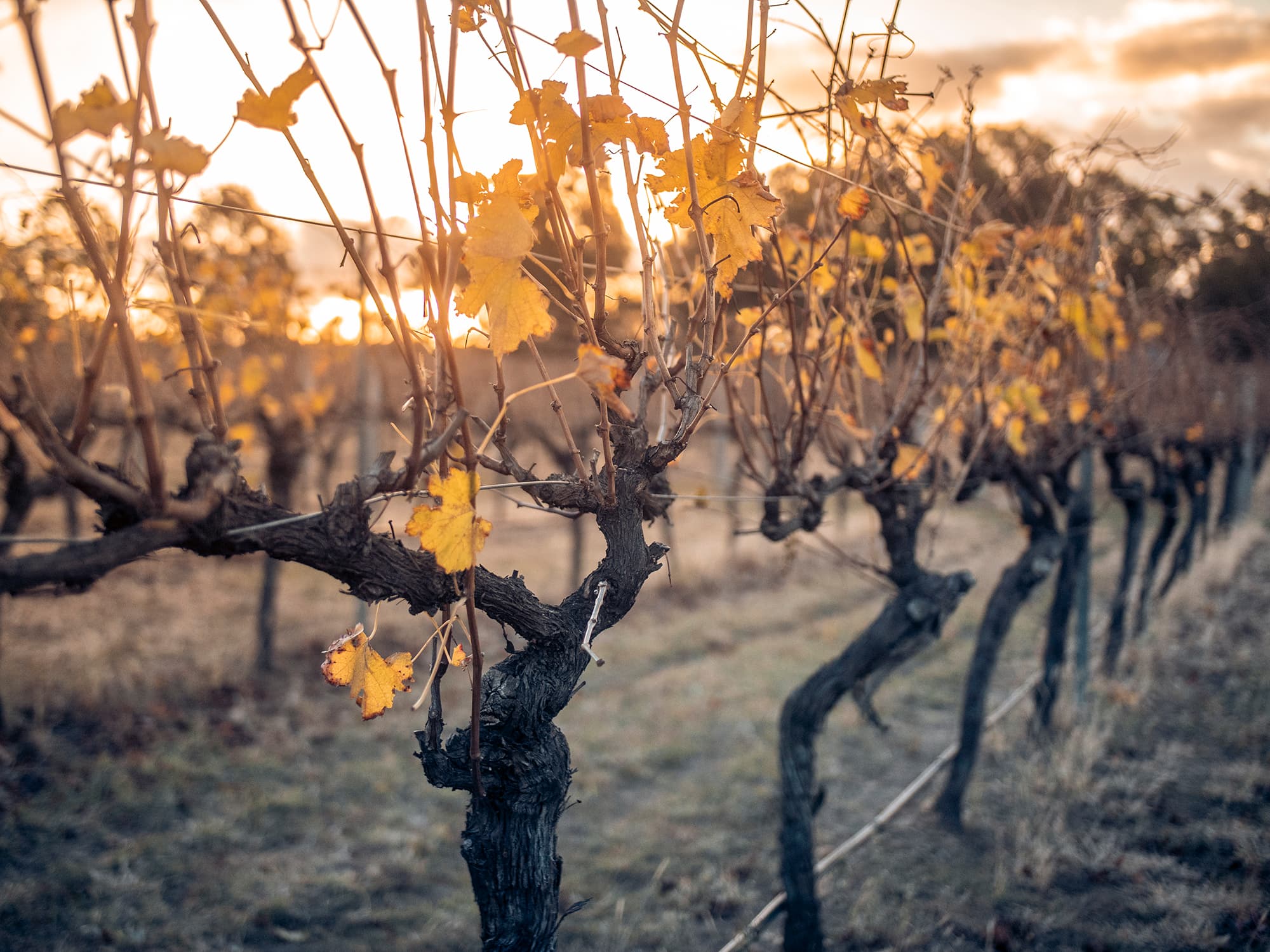 Oakvale Wines Ltd