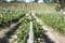Thorn-Clarke Wines