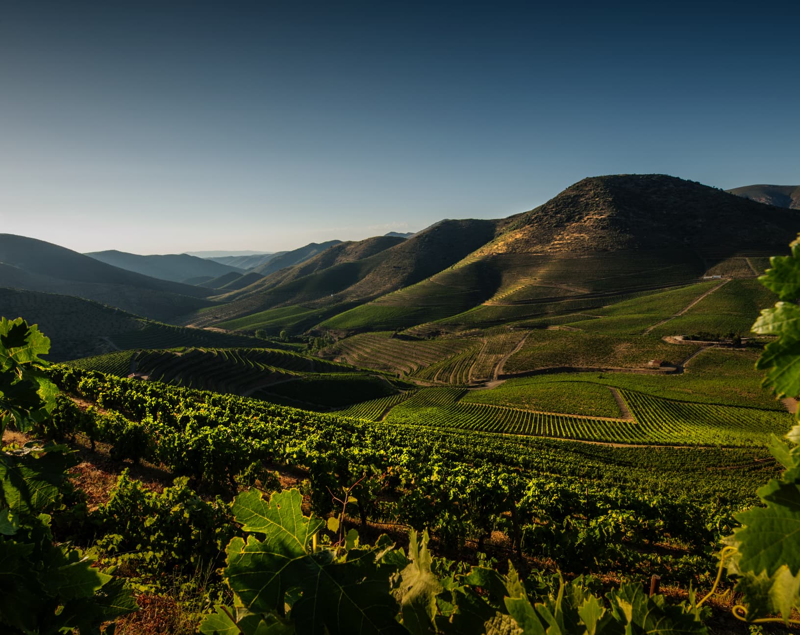 Sogrape Vinhos