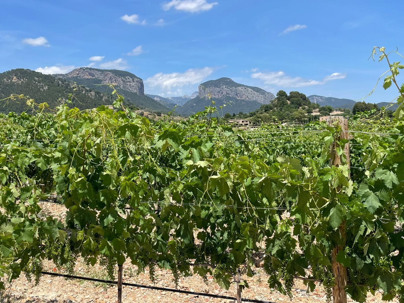 BODEGA OLORÓN