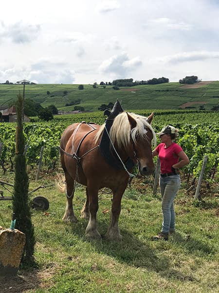 Domaine Cordier