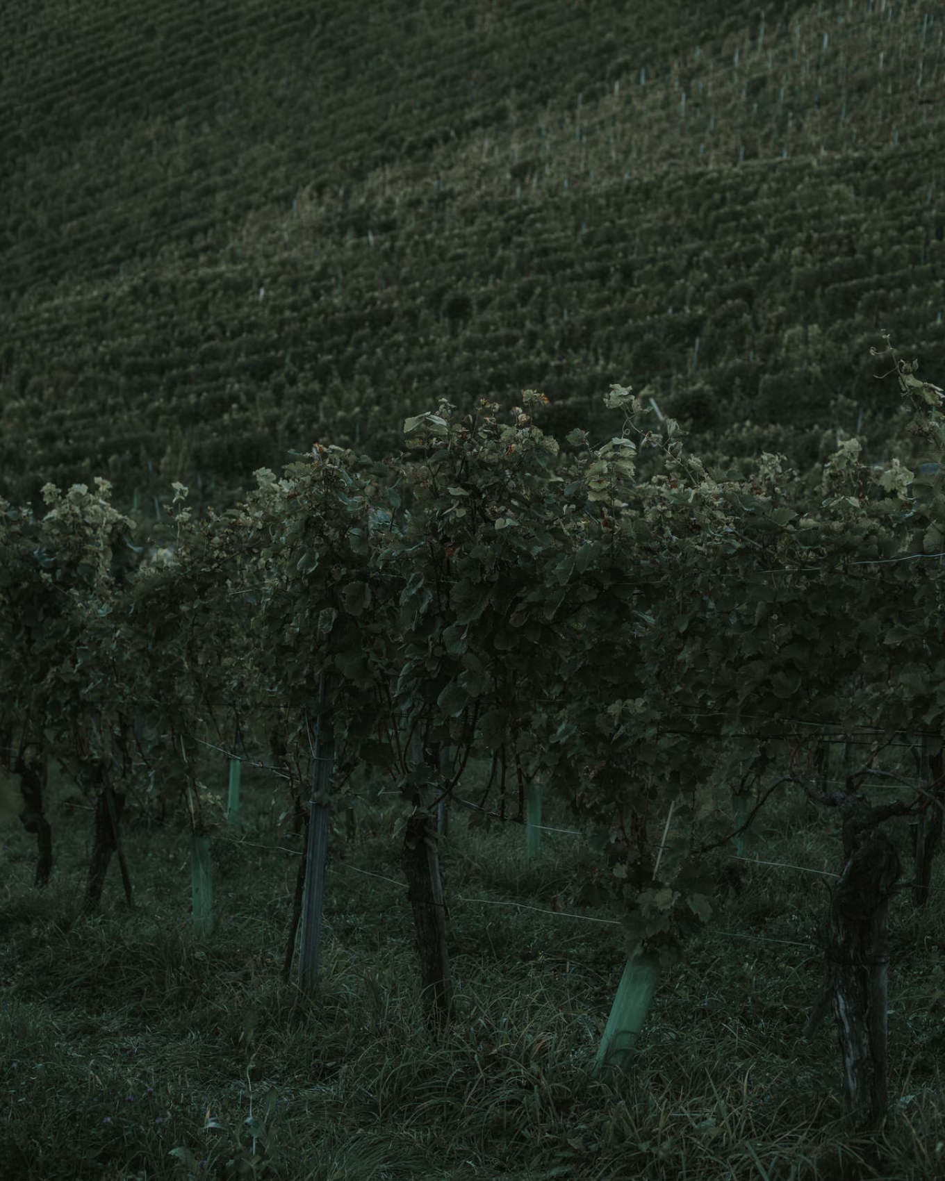 Weingut Tement