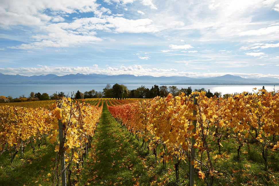 Hammel Terres de Vins SA