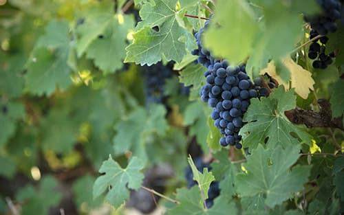 Mulderbosch Vineyards
