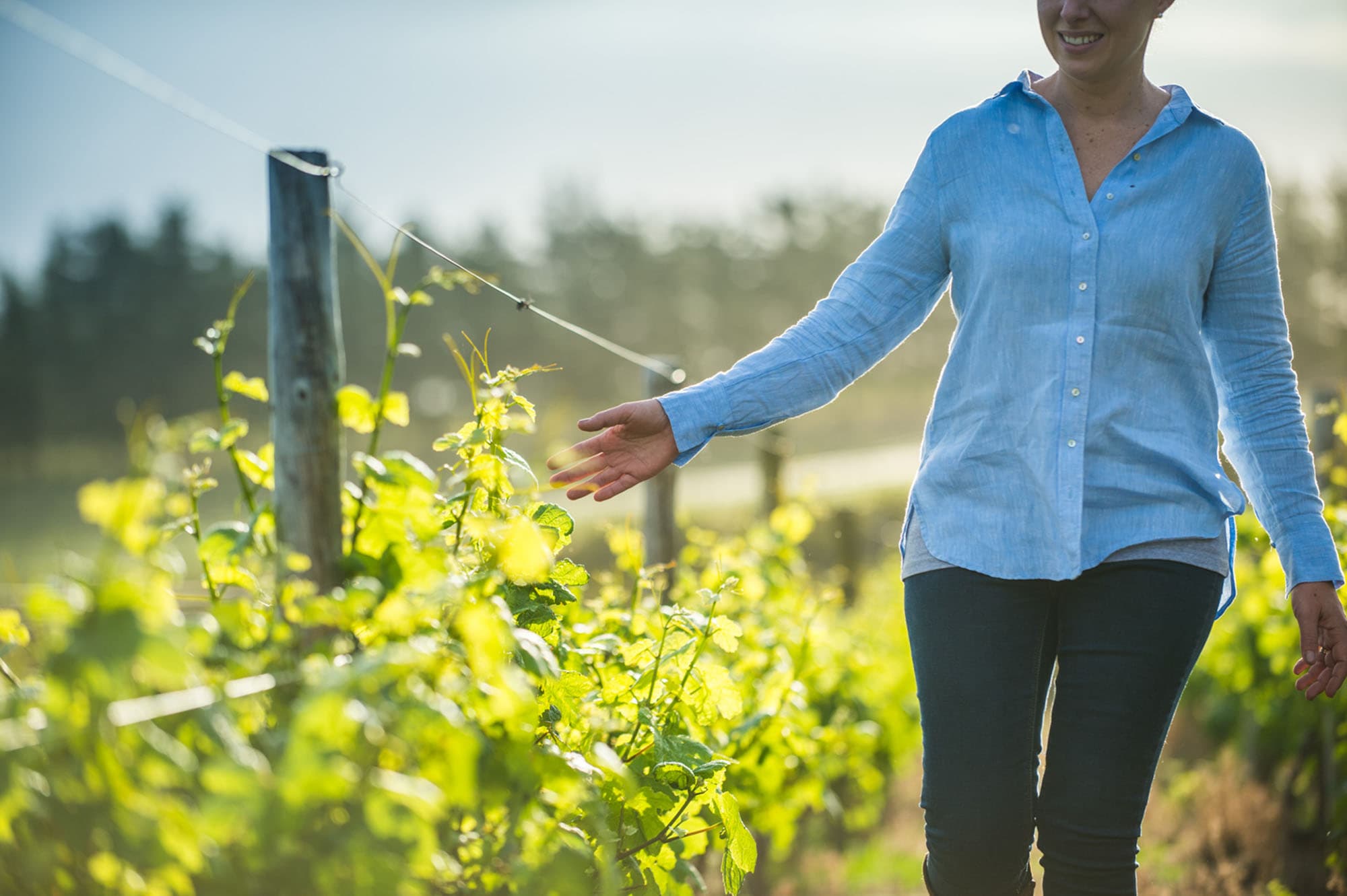 Bosman Adama t/a Bosman Family Vineyards
