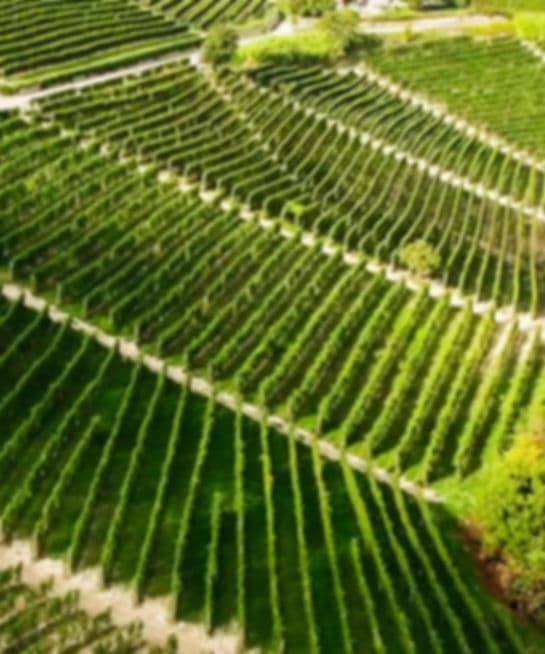 AZIENDA AGRICOLA MONCHIERO F.LLI .S.S