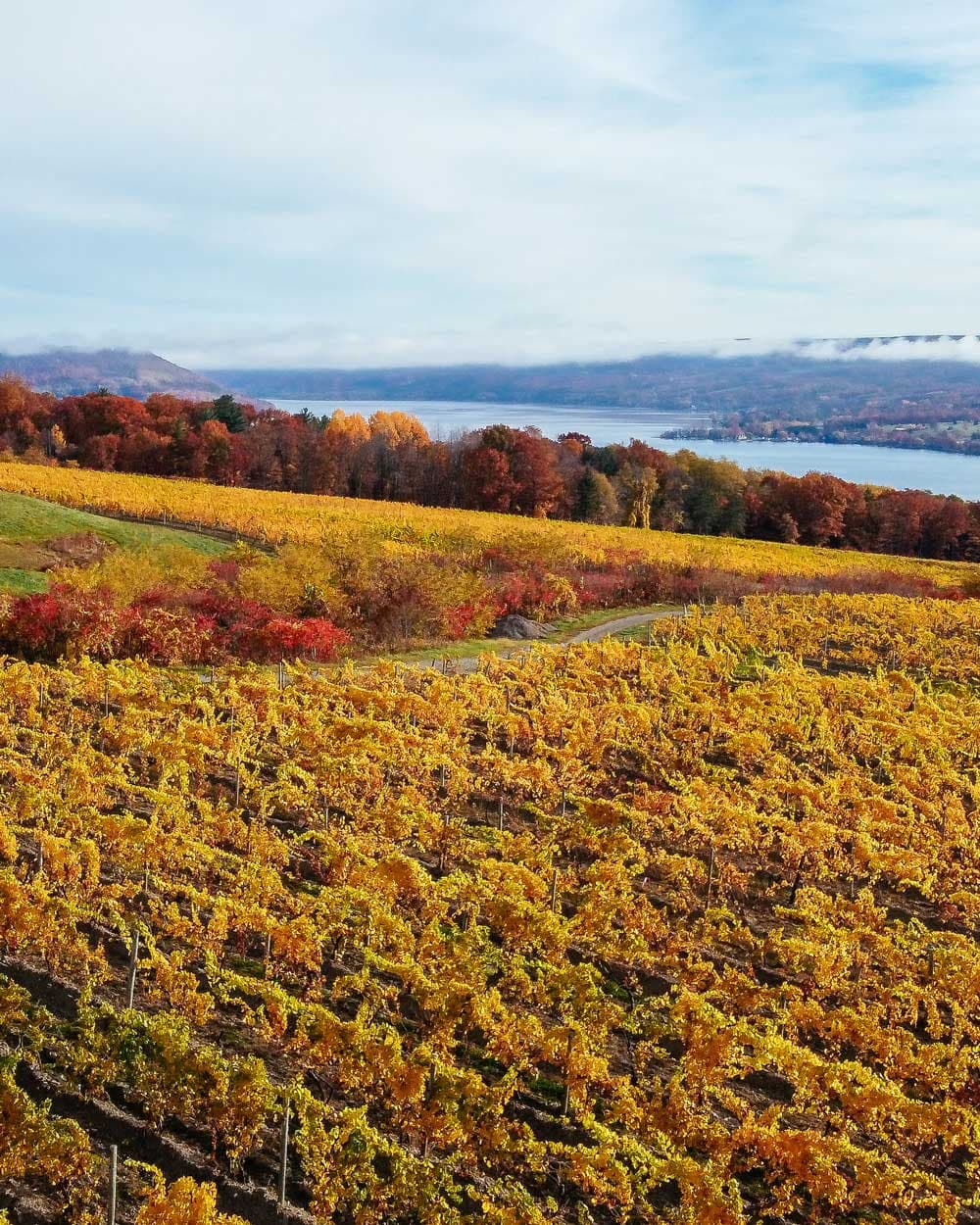 Weingut Frank