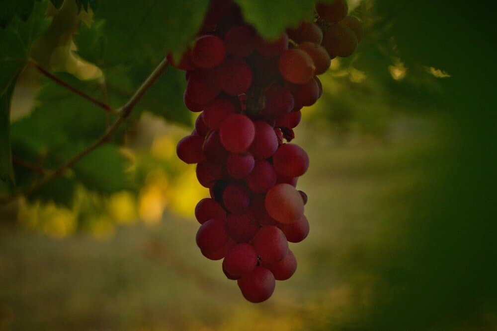 Sabelli-Frisch Wines Inc