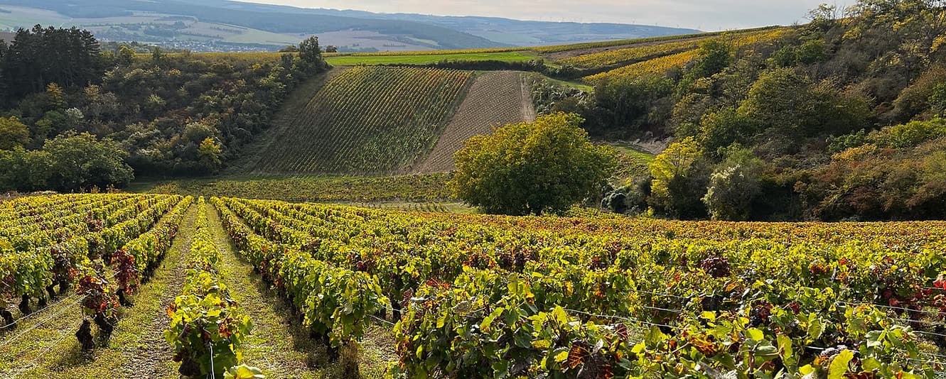 Weingut Julius