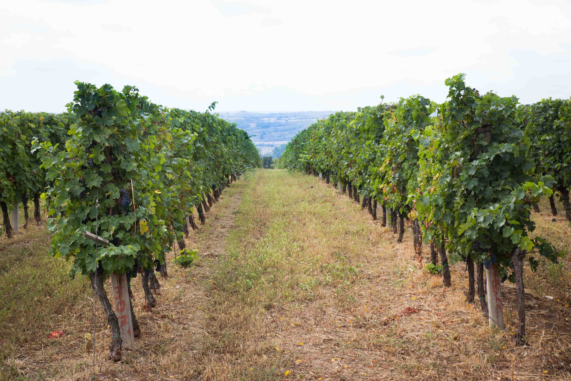 Bacina Vino