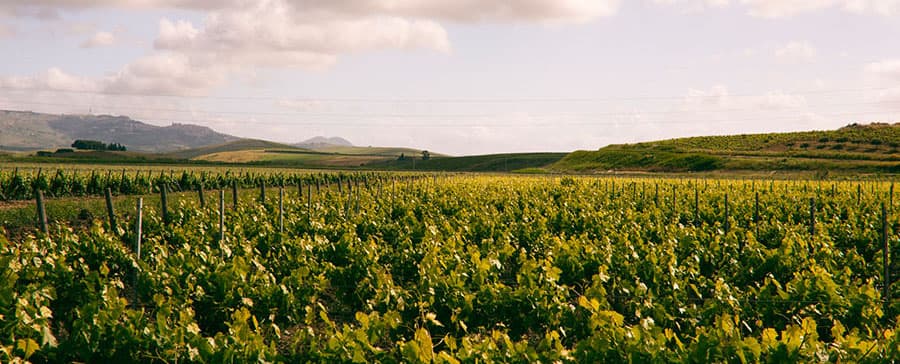 Globus Wine A/S