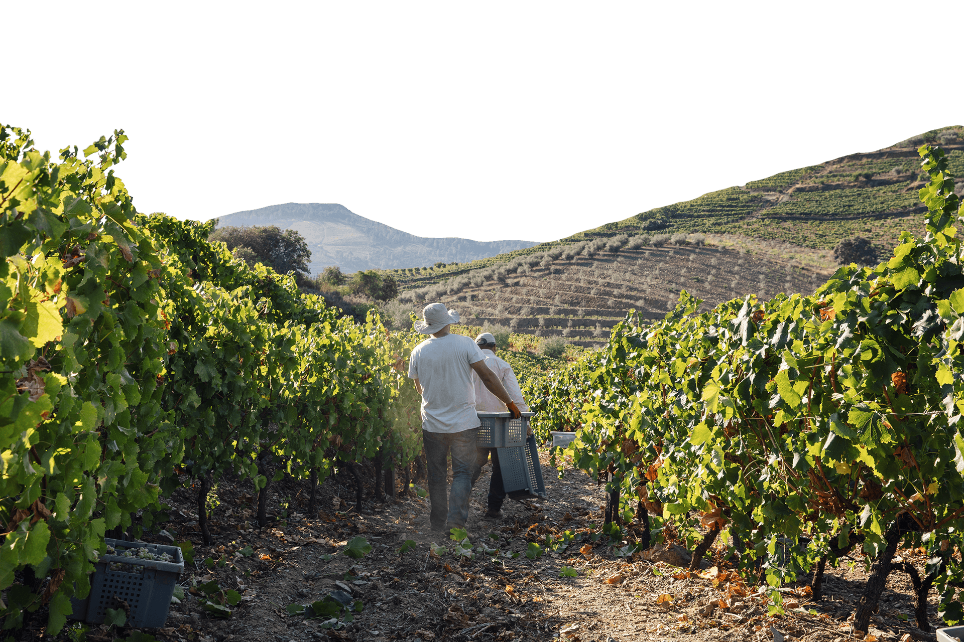 Van Zeller Wine Collection SA