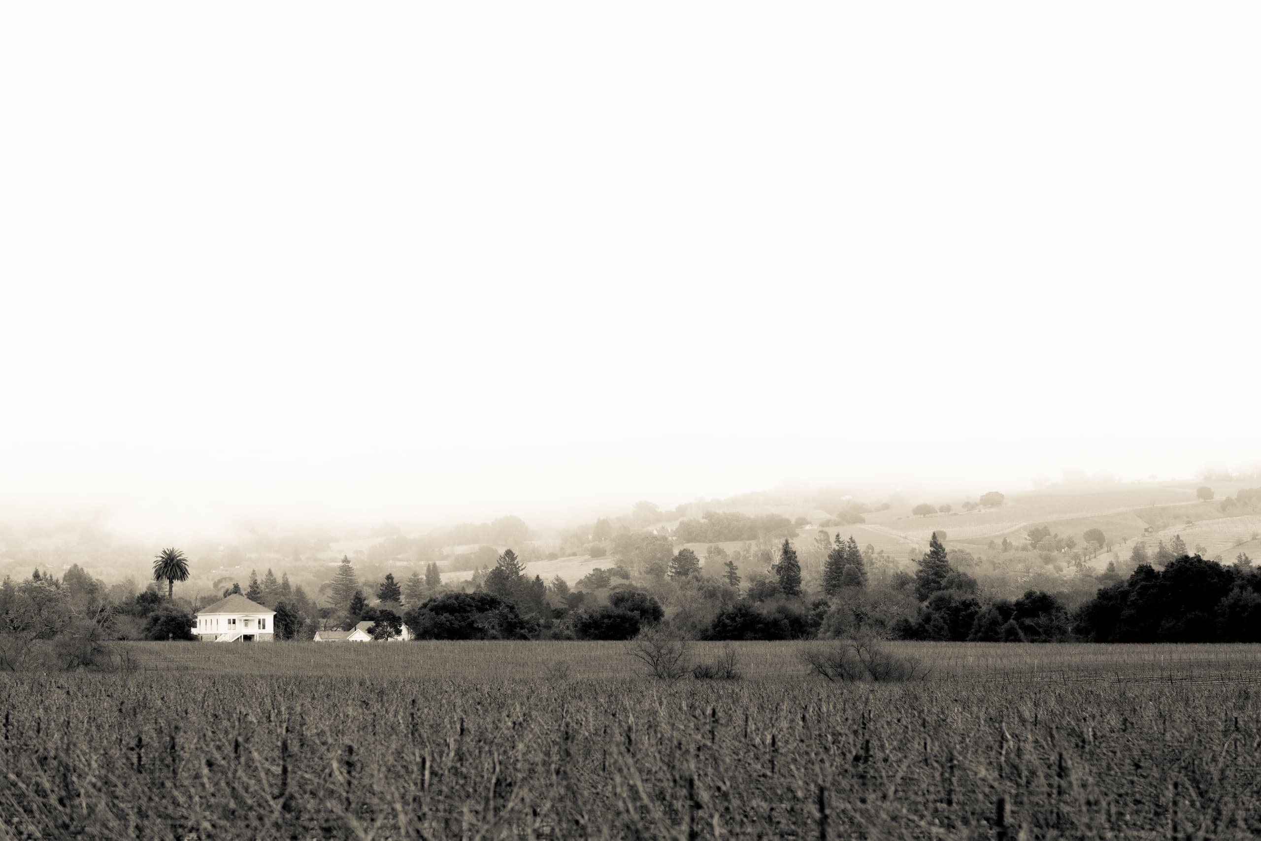 Favia Wines