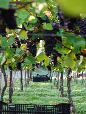 WISTON ESTATE WINERY