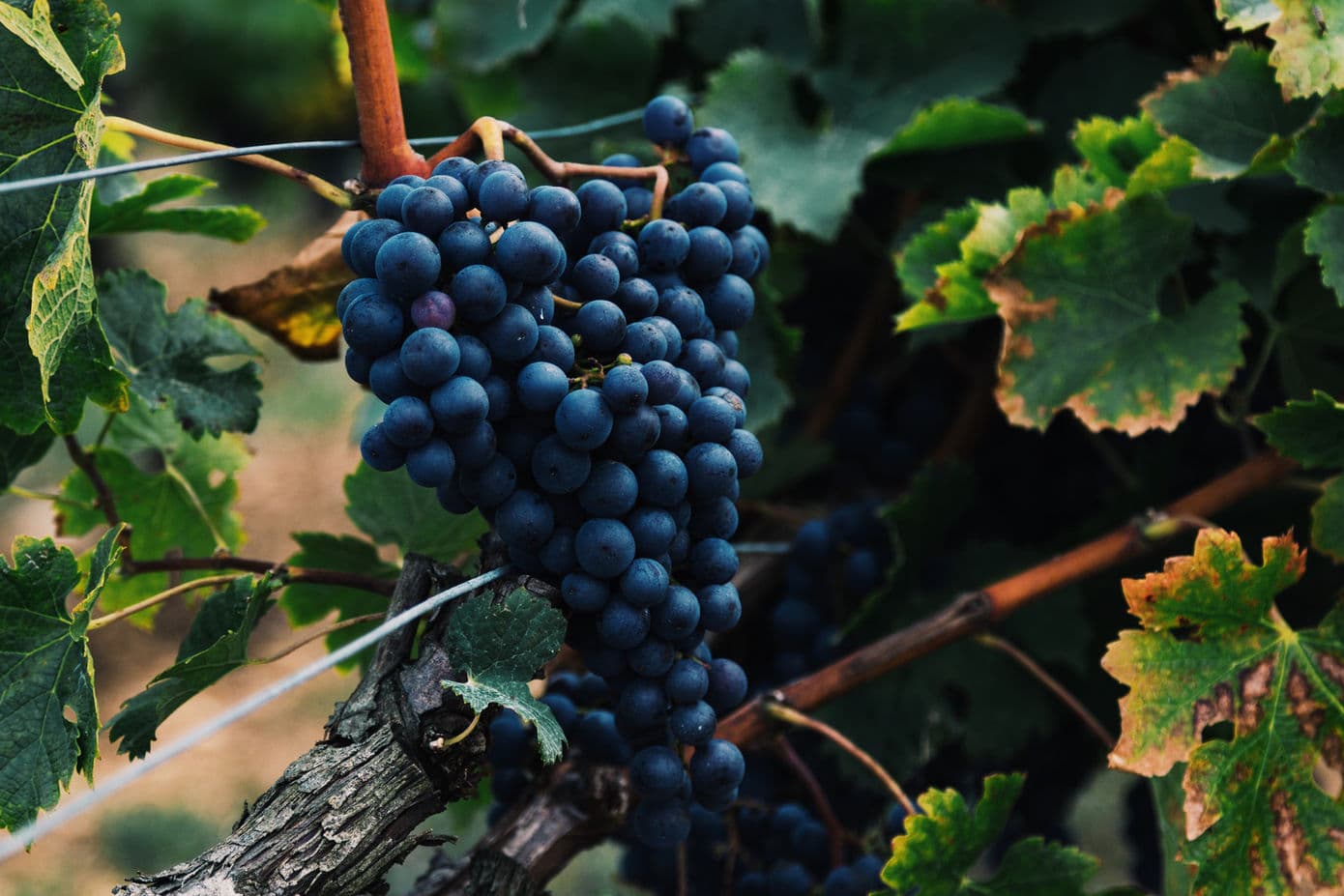 Tenuta San Mauro