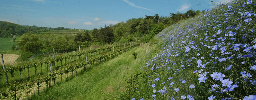 Weingut Soellner