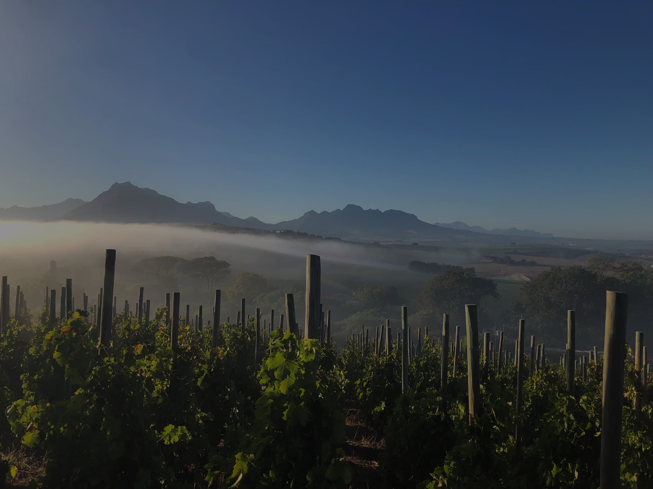 Botanica Wines