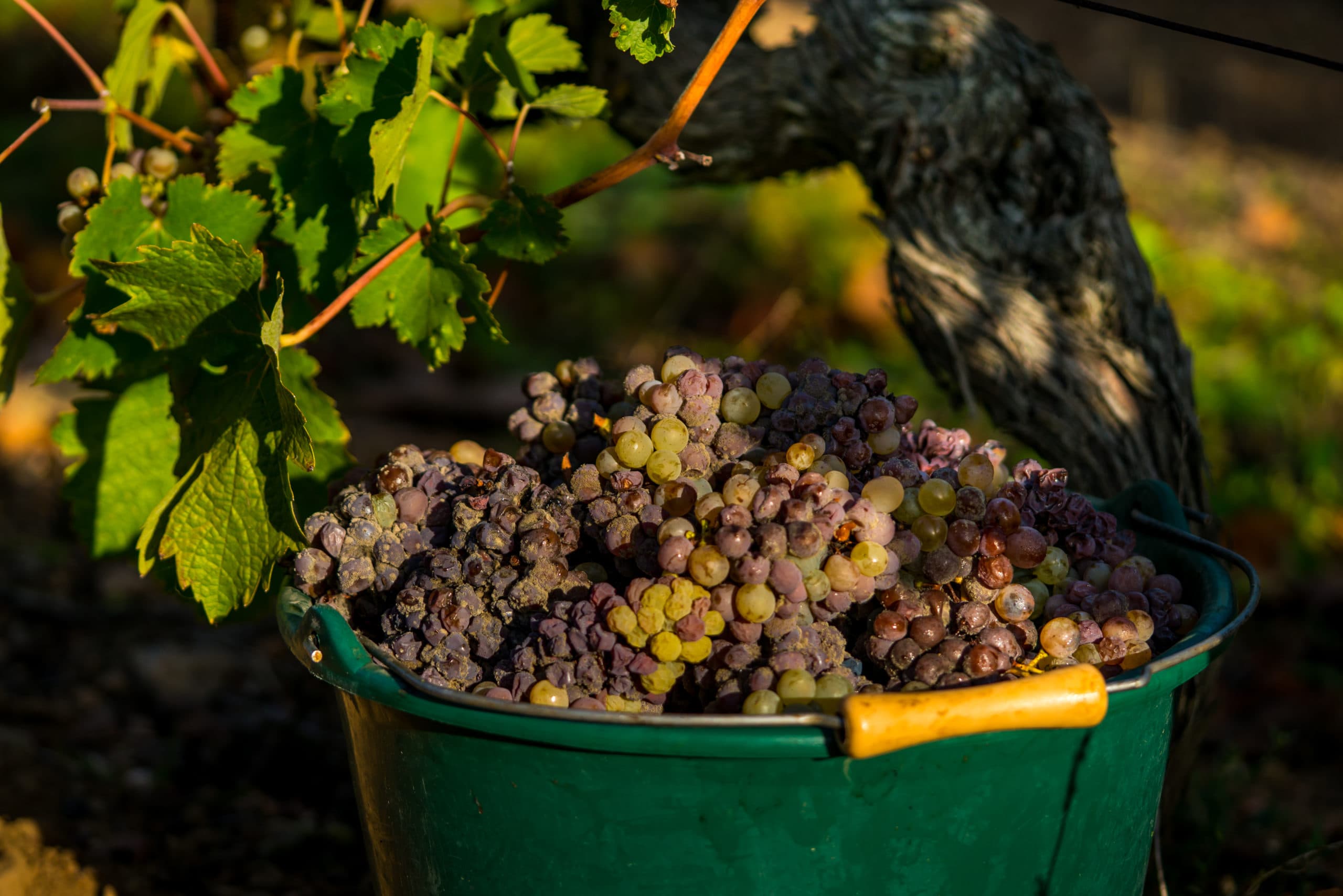 Vignobles FBV